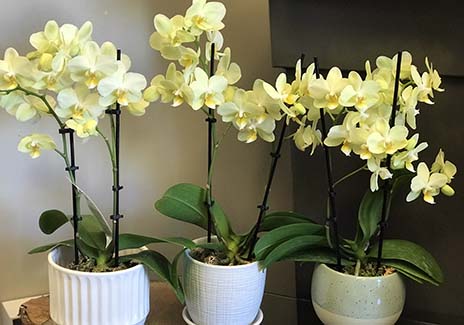purchase orchids in Victoria