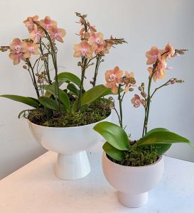 champagne orchids
