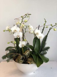 orchids Victoria