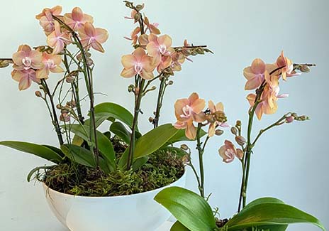 orchids in Victoria