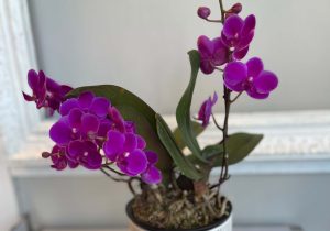 purchase orchids in Victoria 2