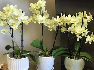 purchase orchids in Victoria