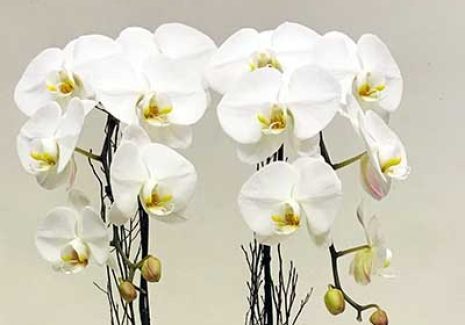 orchid collection